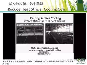 奶牛熱應(yīng)激管理的新視角 BFI反芻動(dòng)物技術(shù)經(jīng)理Hassan Taweel博士的生物技術(shù)開發(fā)策略